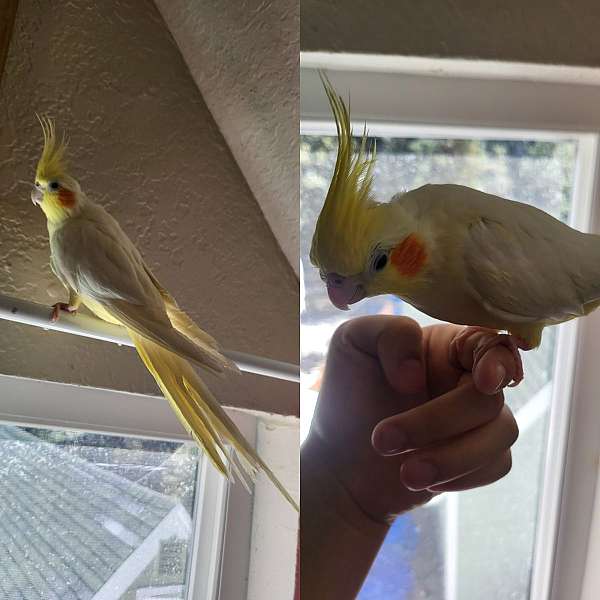 cockatiel-for-sale