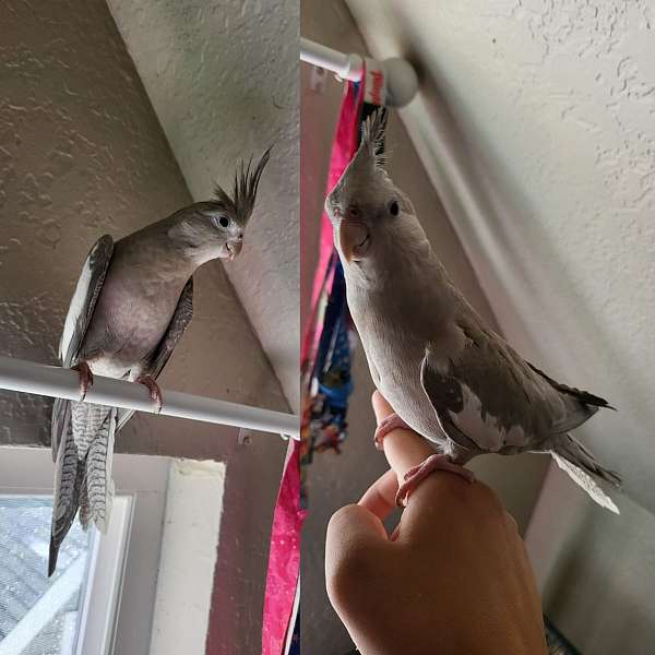 cockatiel-for-sale