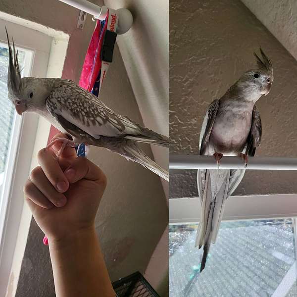 cockatiel-for-sale