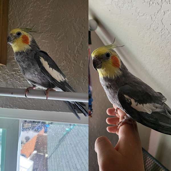 cockatiel-for-sale