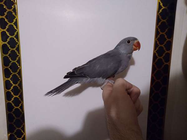 blue-grey-bird-for-sale-in-wichita-ks