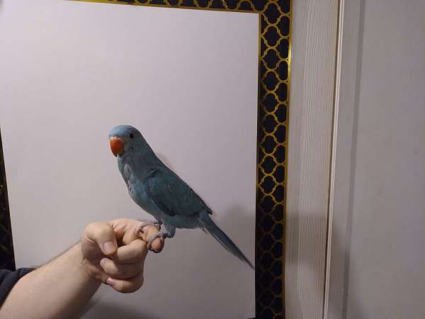 blue-grey-parakeet-for-sale