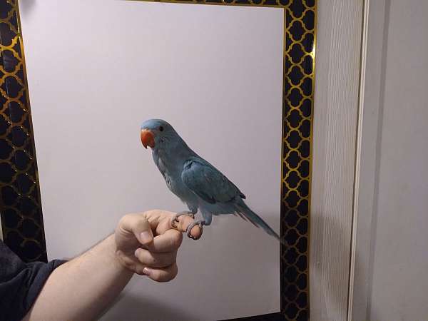 parakeet-for-sale-in-wichita-ks