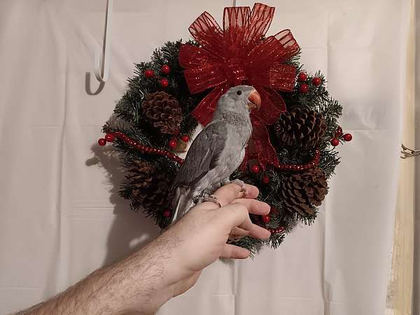 blue-grey-parakeet-for-sale