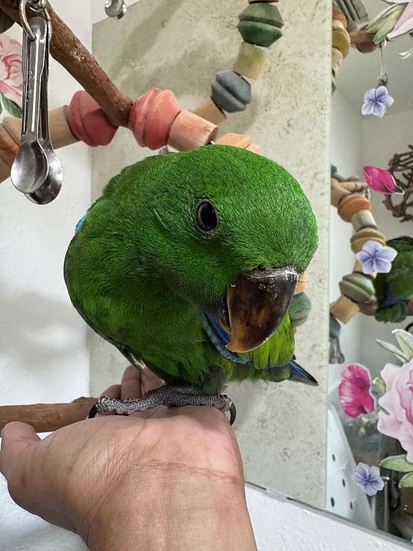 eclectus-parrots-for-sale