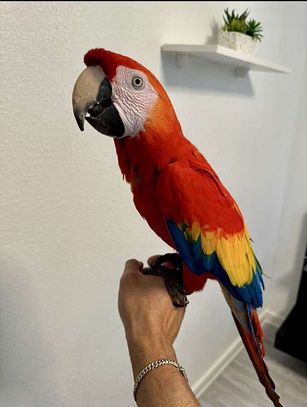 scarlet-macaw-for-sale-in-san-antonio-tx