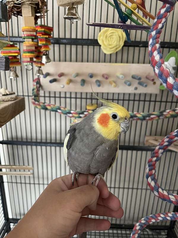 cockatiel-for-sale-in-bel-air-md