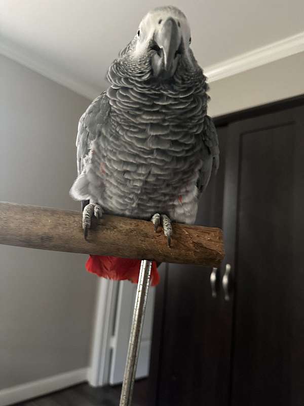 congo-african-grey-parrot-for-sale