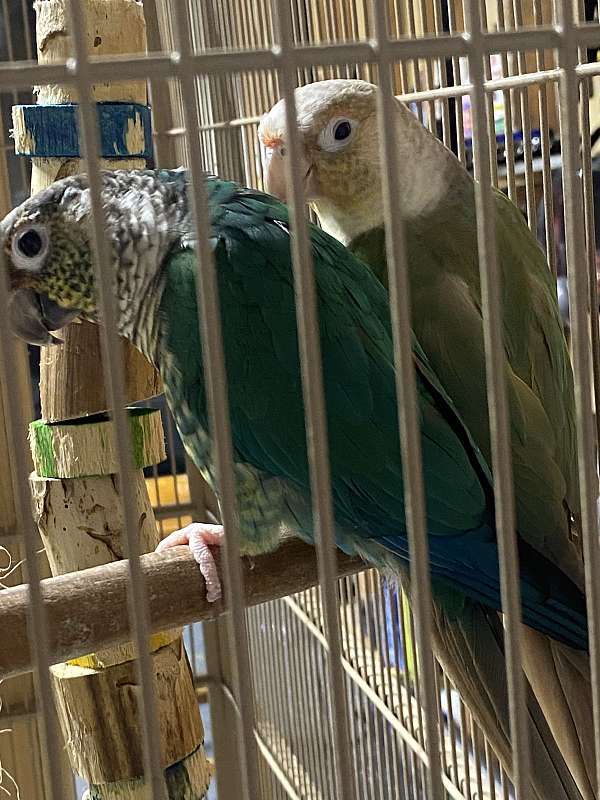 conure-for-sale-in-danville-va