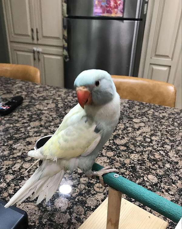 ringneck-parakeet-for-sale