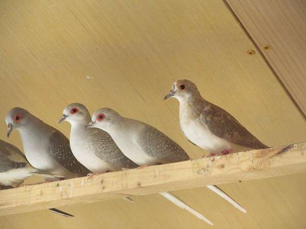 diamond-dove-for-sale