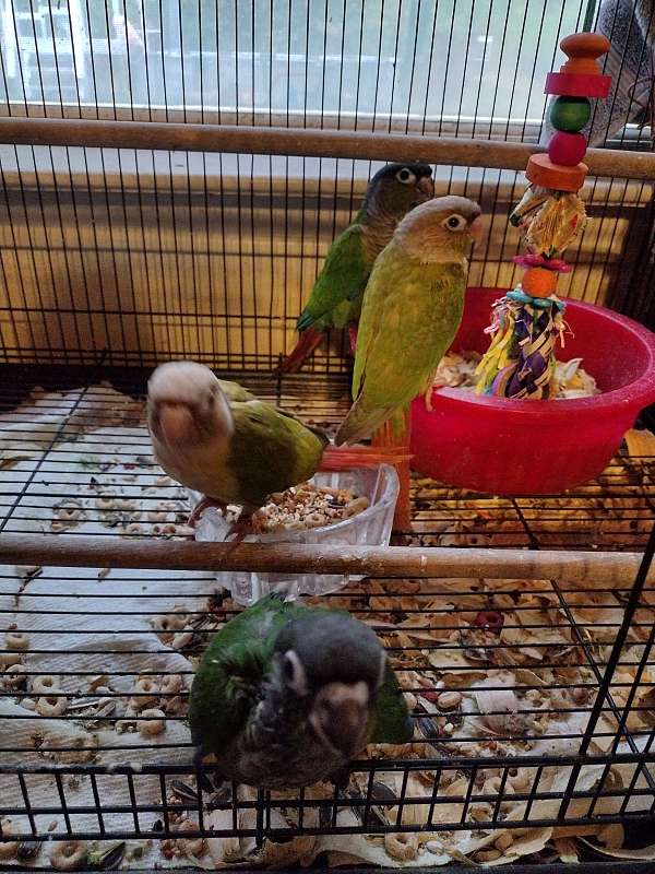 green-cheek-conure-for-sale