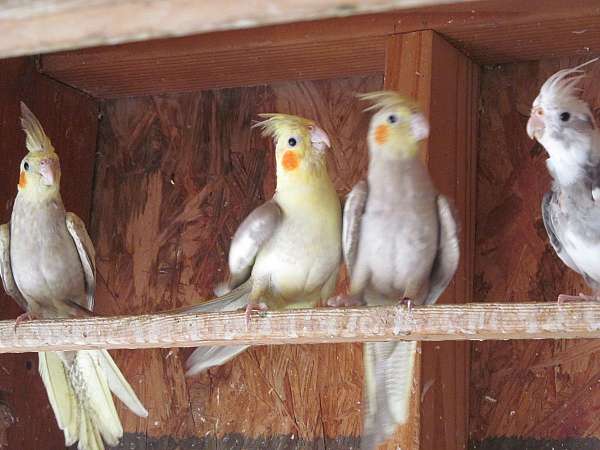 cockatiel-for-sale