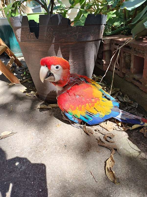 macaw-for-sale