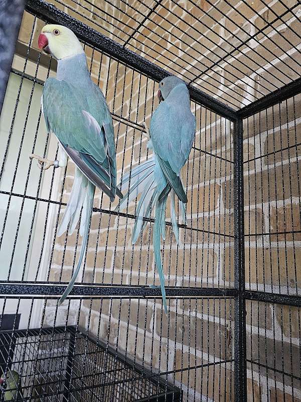 young-bird-for-sale-in-katy-tx