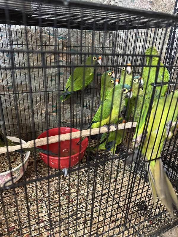 half-moon-conure-for-sale