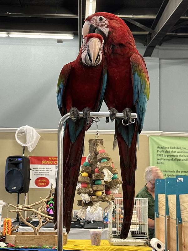 green-wing-macaw-for-sale-in-walker-la