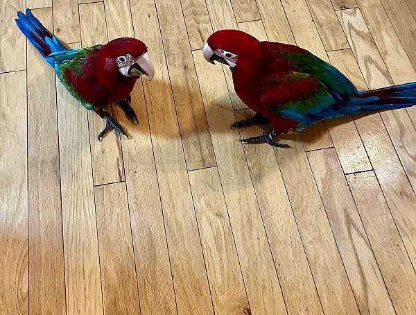 macaw-green-wing-macaw-for-sale-in-walker-la