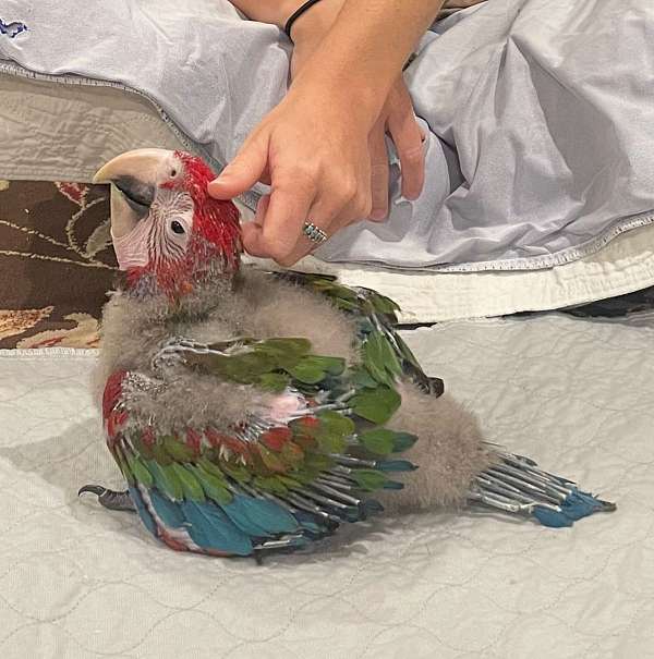 green-wing-macaw-for-sale-in-walker-la