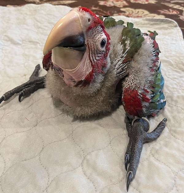 baby-bird-for-sale-in-walker-la