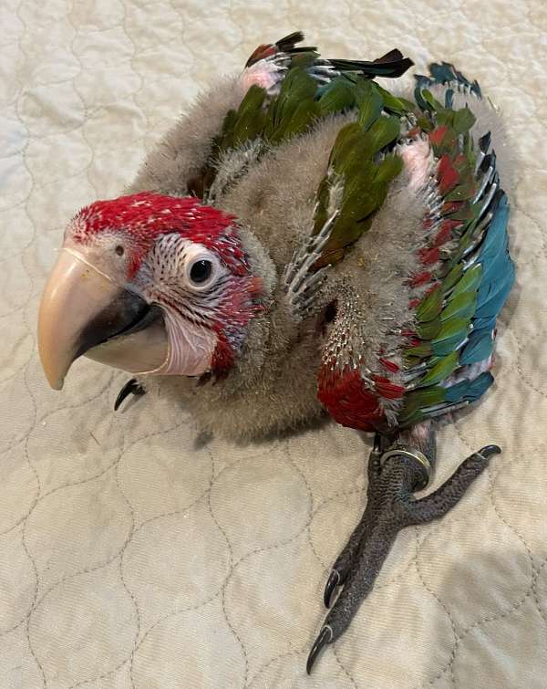 bird-for-sale-in-walker-la