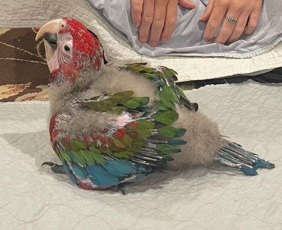 macaw-green-wing-macaw-for-sale-in-walker-la