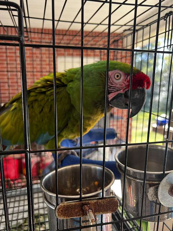 military-macaw-for-sale