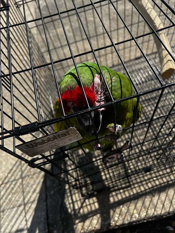 male-bird-for-sale