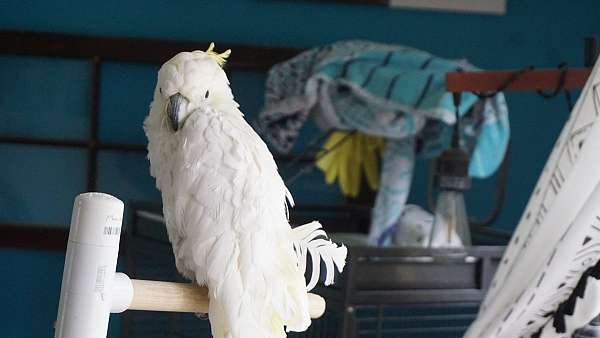 eleanora-cockatoo-for-sale-in-columbus-oh