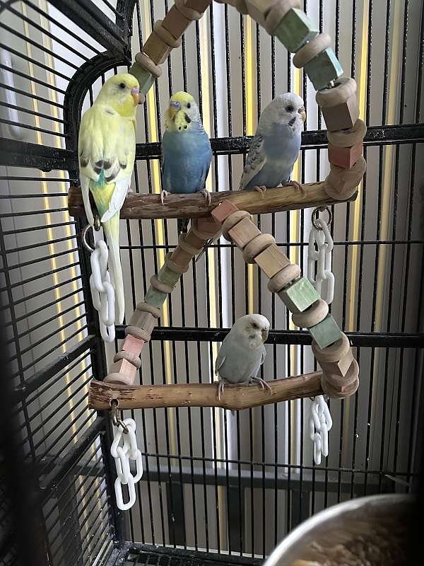 parakeet-for-sale