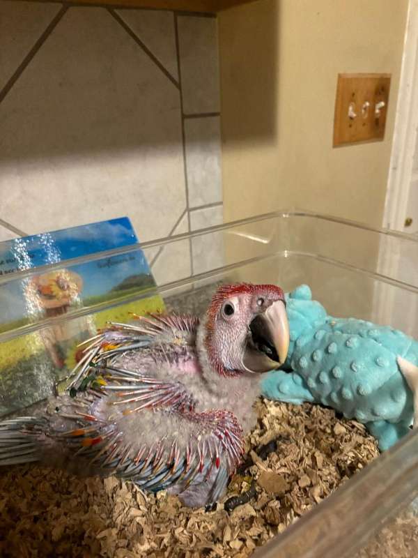 macaw-for-sale