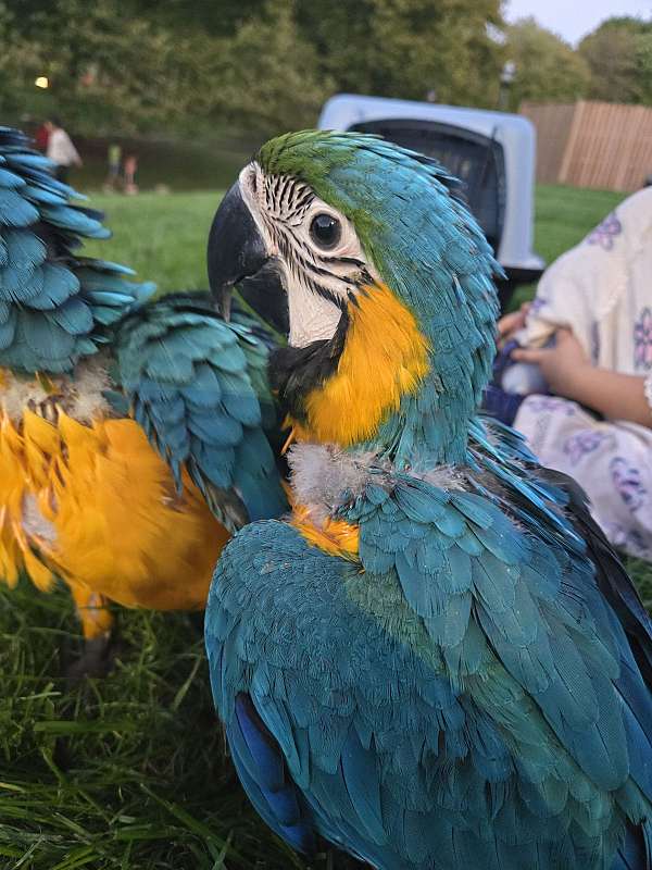 blue-gold-macaw-for-sale