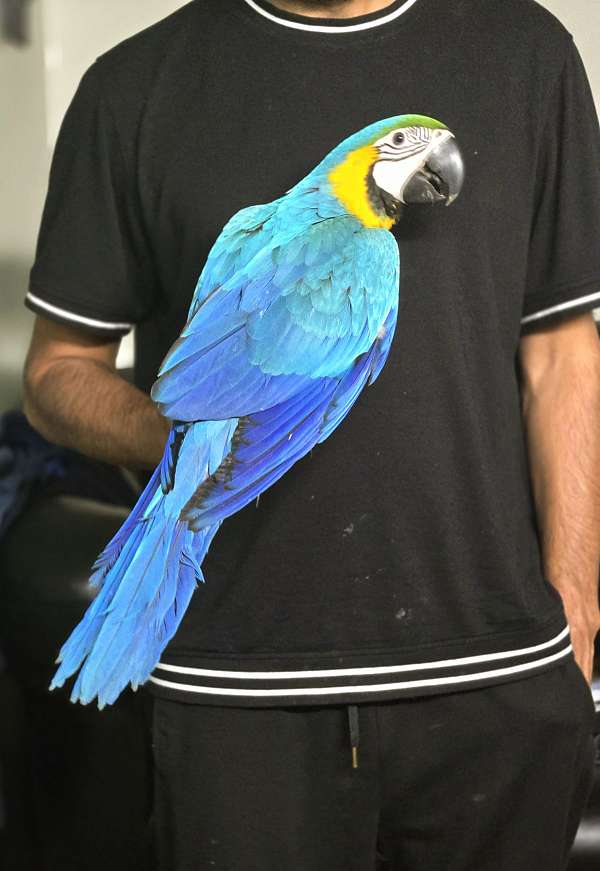 blue-gold-macaw-for-sale