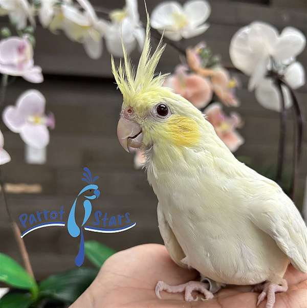 cockatiel-for-sale