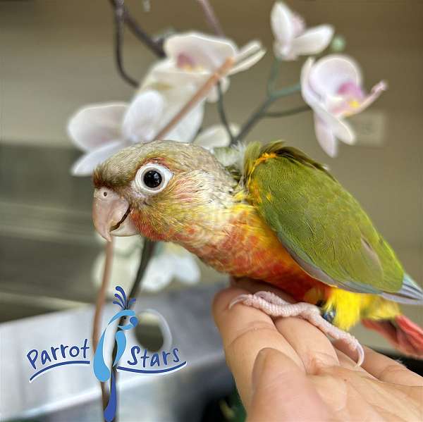 green-cheek-conure-for-sale