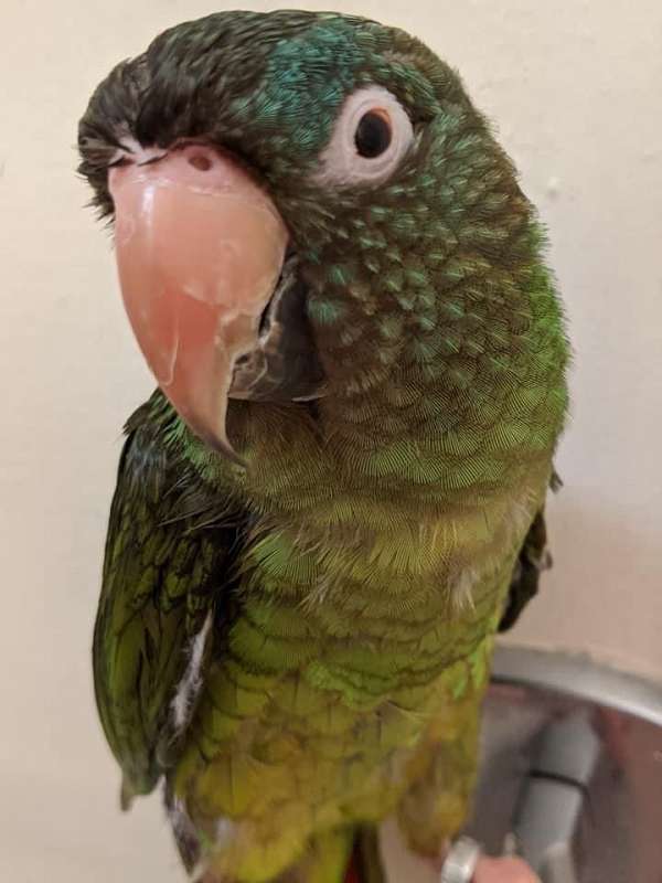 conure-for-sale-in-naugatuck-ct