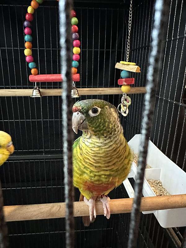 conure-for-sale-in-maynard-ma