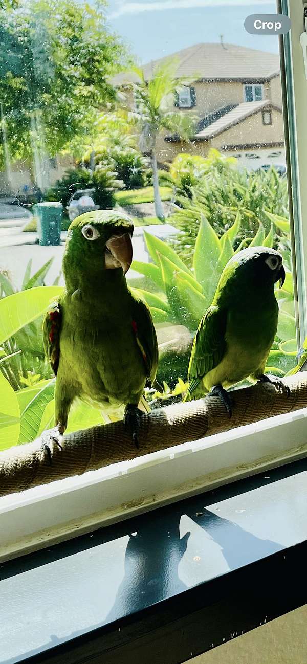 conure-for-sale-in-oceanside-ca