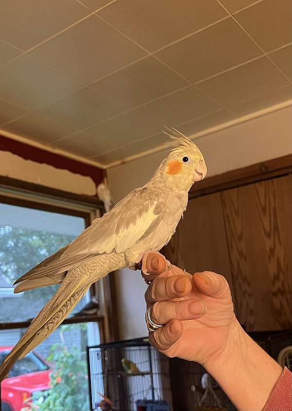 cockatiel-for-sale