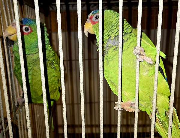 white-front-amazon-parrot-for-sale-in-terre-haute-in