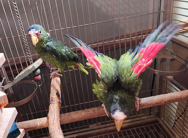 white-front-amazon-parrot-for-sale-in-terre-haute-in