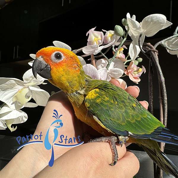 sun-conure-for-sale