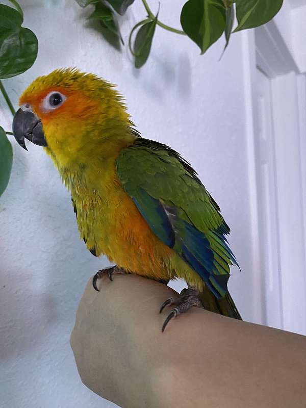 sun-conure-for-sale-in-kennewick-wa