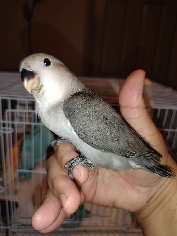 tangerine-bird-for-sale-in-winter-springs-fl