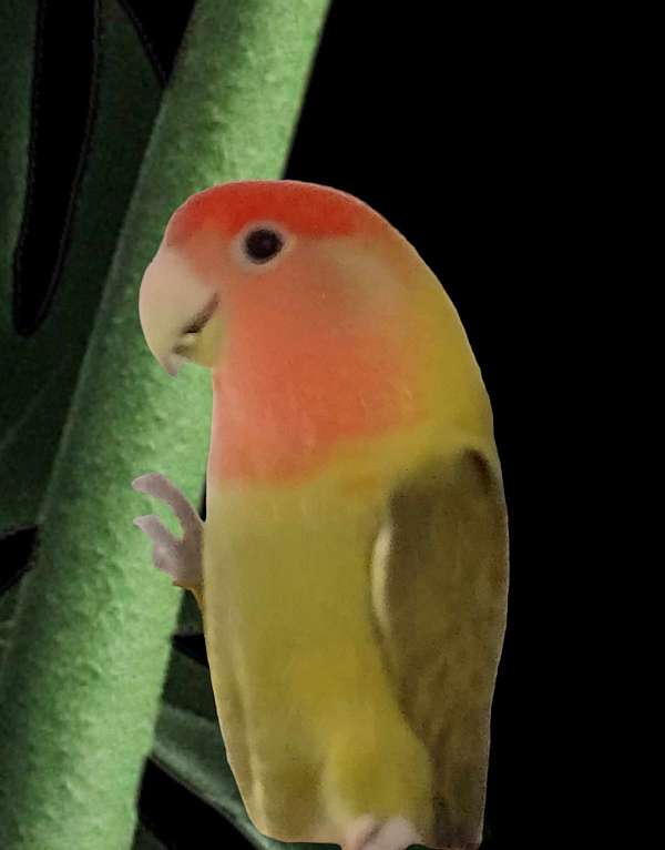 lovebird-for-sale