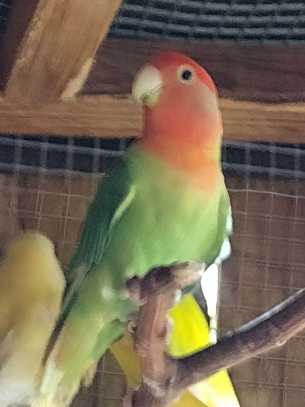 lovebird-for-sale