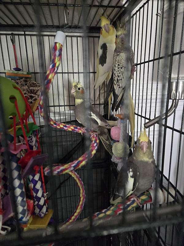 male-female-pearl-yellow-bird-for-sale