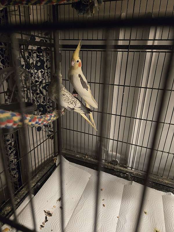 male-female-pearl-yellow-bird-for-sale