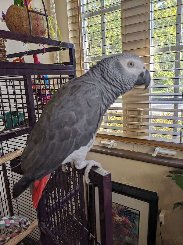 congo-african-grey-parrot-for-sale