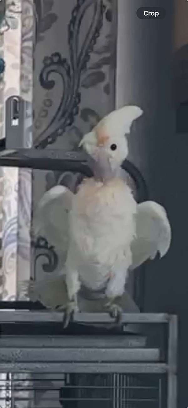 cockatoo-for-sale-in-forney-tx